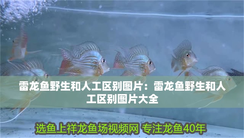雷龍魚野生和人工區(qū)別圖片：雷龍魚野生和人工區(qū)別圖片大全