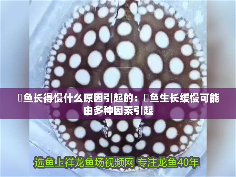 魟魚(yú)長(zhǎng)得慢什么原因引起的:魟魚(yú)生長(zhǎng)緩慢可能由多種因素引起 魟魚(yú)百科 第2張 魟魚(yú)長(zhǎng)得慢什么原因引起的:魟魚(yú)生長(zhǎng)緩慢可能由多種因素引起 魟魚(yú)長(zhǎng)得慢什么原因引起的:魟魚(yú)生長(zhǎng)緩慢可能由多種因素引起 魟魚(yú)百科 第2張