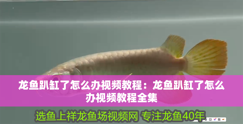 龍魚趴缸了怎么辦視頻教程：龍魚趴缸了怎么辦視頻教程全集 龍魚趴缸了怎么辦視頻教程：龍魚趴缸了怎么辦視頻教程全集 水族問答