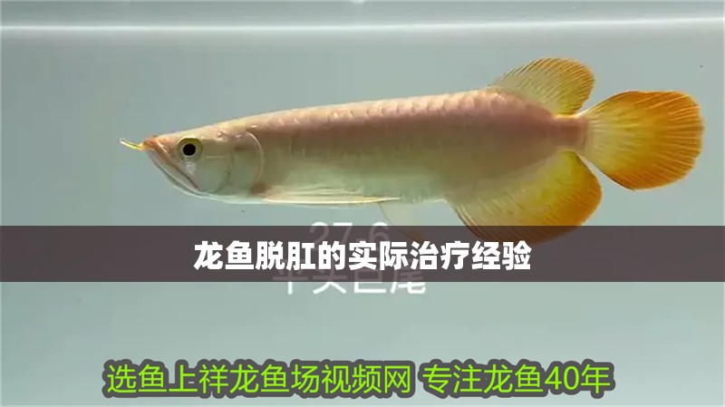 龍魚脫肛的實際治療經驗