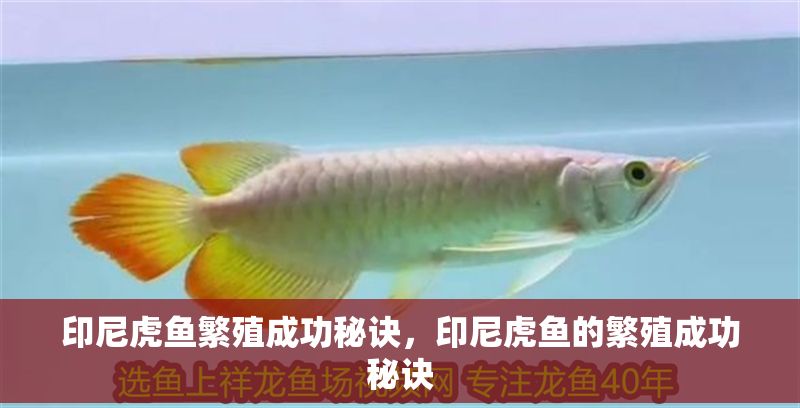 印尼虎魚繁殖成功秘訣，印尼虎魚的繁殖成功秘訣