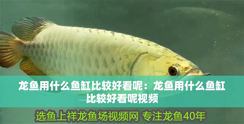 龍魚用什么魚缸比較好看呢：龍魚用什么魚缸比較好看呢視頻