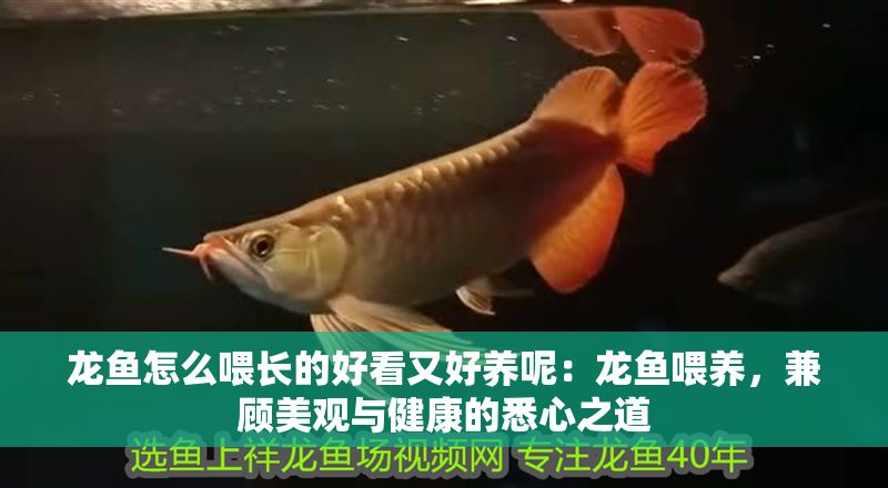 龍魚怎么喂長的好看又好養呢：龍魚喂養，兼顧美觀與健康的悉心之道