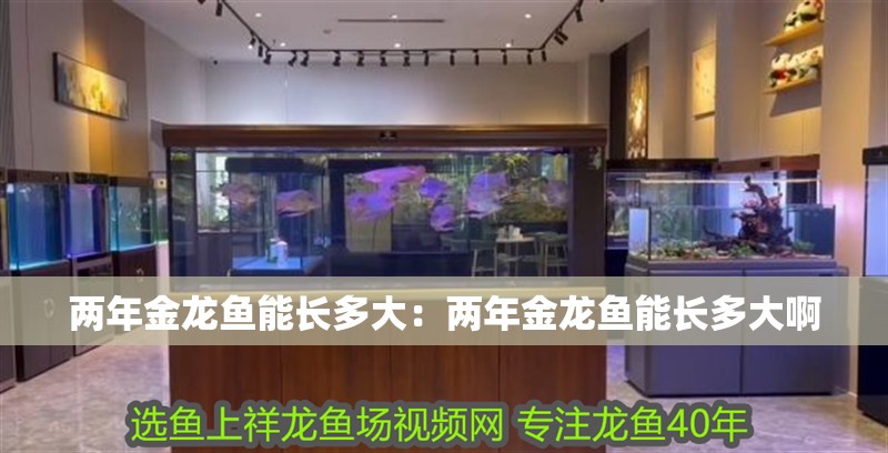 兩年金龍魚能長多大：兩年金龍魚能長多大啊