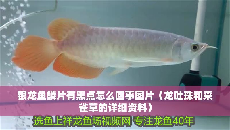 銀龍魚鱗片有黑點(diǎn)怎么回事圖片（龍吐珠和采雀草的詳細(xì)資料）