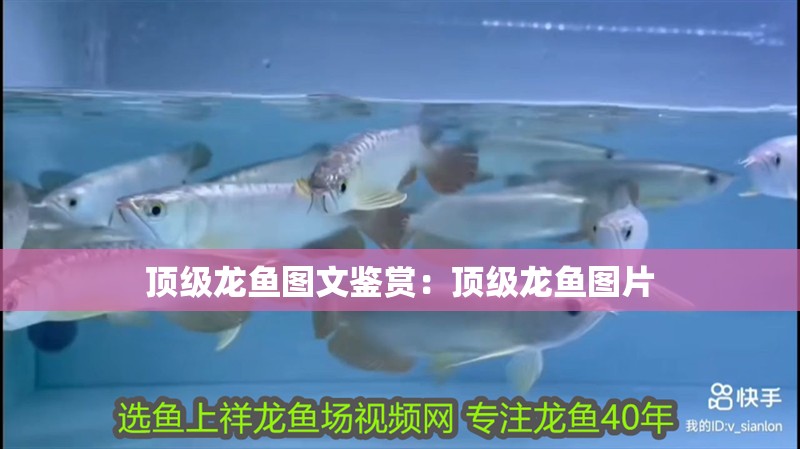 頂級龍魚圖文鑒賞：頂級龍魚圖片