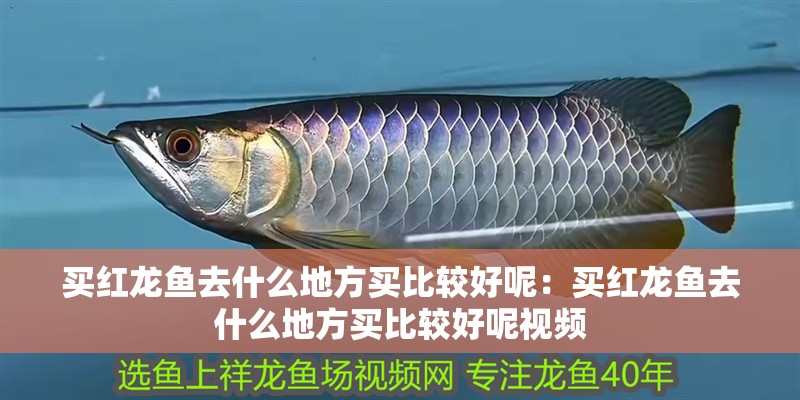 買紅龍魚去什么地方買比較好呢：買紅龍魚去什么地方買比較好呢視頻