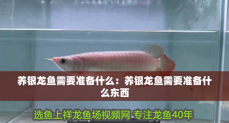 養銀龍魚需要準備什么：養銀龍魚需要準備什么東西