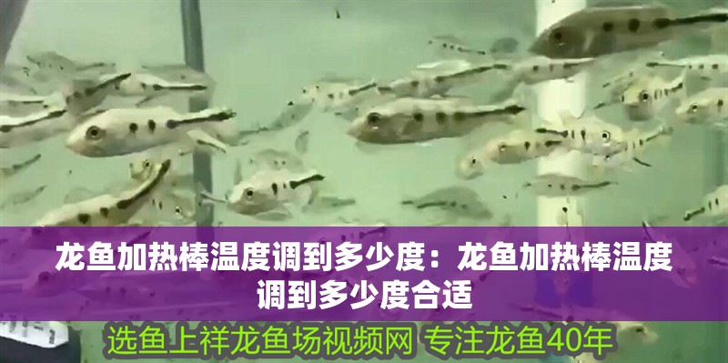 龍魚加熱棒溫度調到多少度：龍魚加熱棒溫度調到多少度合適