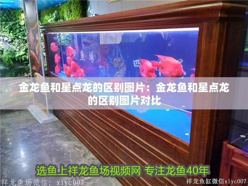 金龍魚和星點龍的區別圖片:金龍魚和星點龍的區別圖片對比
