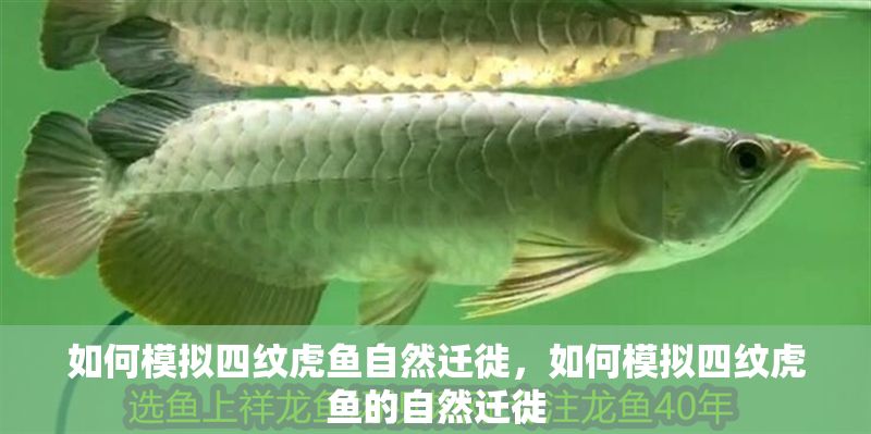 如何模擬四紋虎魚自然遷徙，如何模擬四紋虎魚的自然遷徙