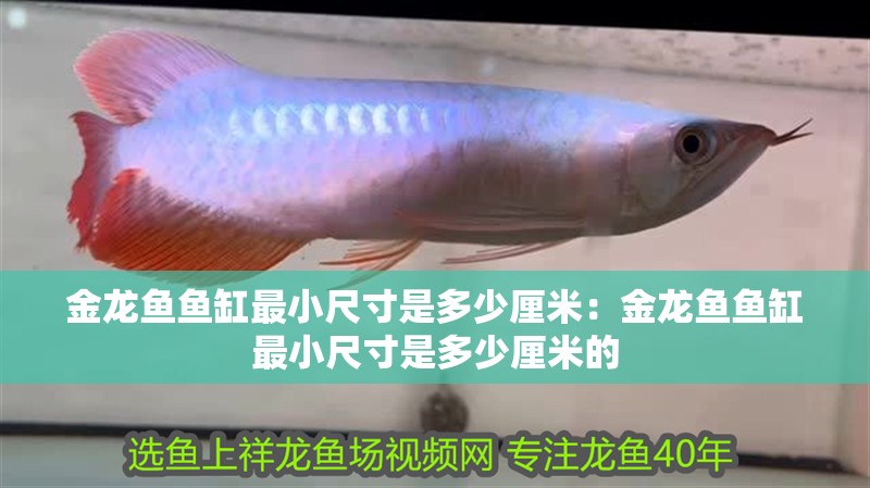金龍魚魚缸最小尺寸是多少厘米：金龍魚魚缸最小尺寸是多少厘米的