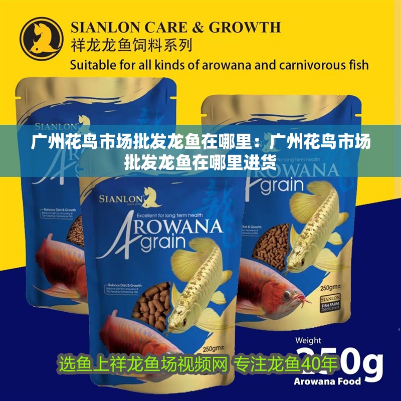 廣州花鳥市場批發龍魚在哪里：廣州花鳥市場批發龍魚在哪里進貨