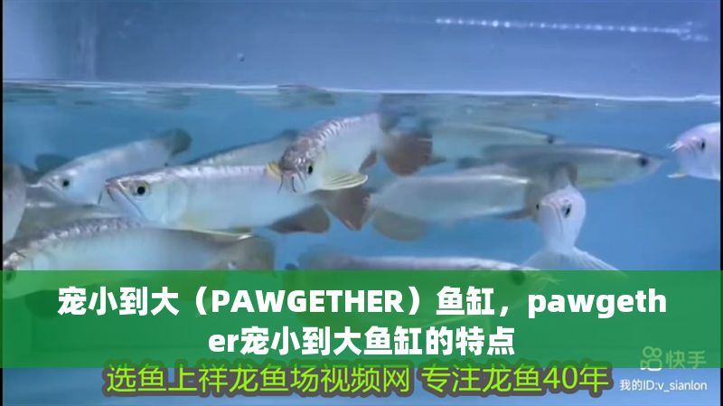 寵小到大（PAWGETHER）魚缸，pawgether寵小到大魚缸的特點