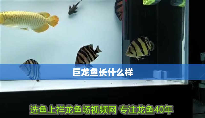 巨龍魚長什么樣