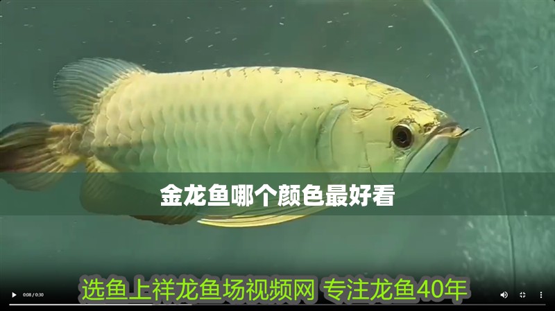 金龍魚哪個顏色最好看 金龍魚哪個顏色最好看 龍魚百科 第2張