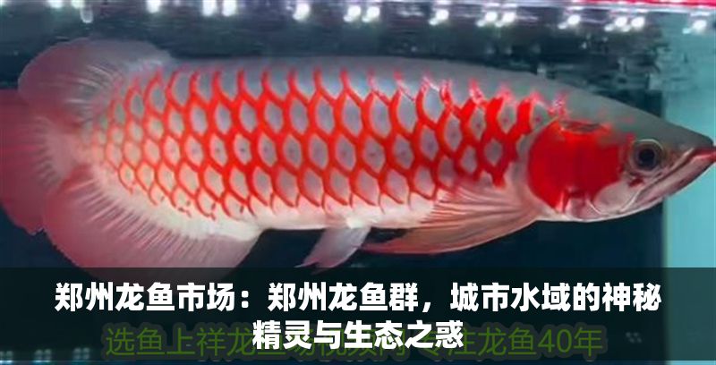 鄭州龍魚市場：鄭州龍魚群，城市水域的神秘精靈與生態(tài)之惑