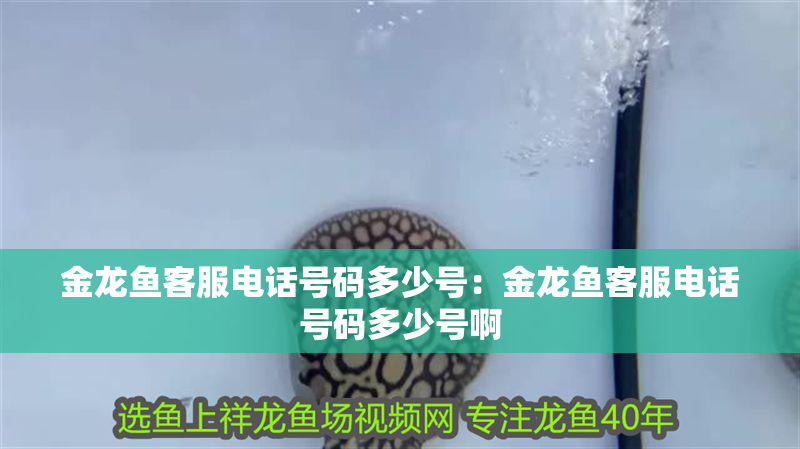 金龍魚客服電話號碼多少號：金龍魚客服電話號碼多少號啊