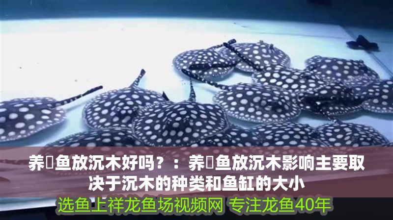 養魟魚放沉木好嗎？：養魟魚放沉木影響主要取決于沉木的種類和魚缸的大小
