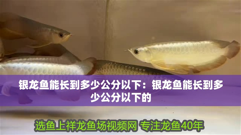 銀龍魚(yú)能長(zhǎng)到多少公分以下：銀龍魚(yú)能長(zhǎng)到多少公分以下的