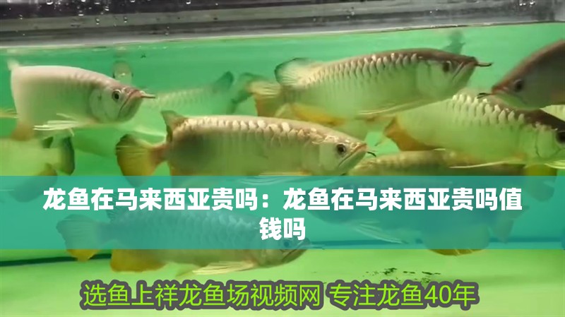 龍魚在馬來西亞貴嗎：龍魚在馬來西亞貴嗎值錢嗎