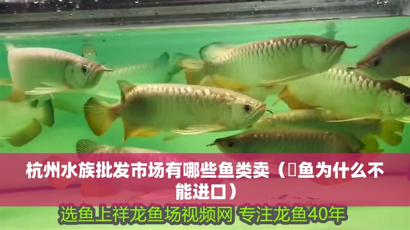 杭州水族批發(fā)市場有哪些魚類賣（鳉魚為什么不能進口）