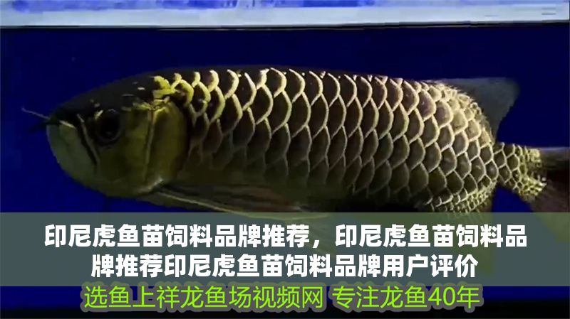 印尼虎魚苗飼料品牌推薦，印尼虎魚苗飼料品牌推薦印尼虎魚苗飼料品牌用戶評價