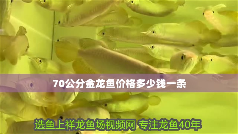 70公分金龍魚價格多少錢一條