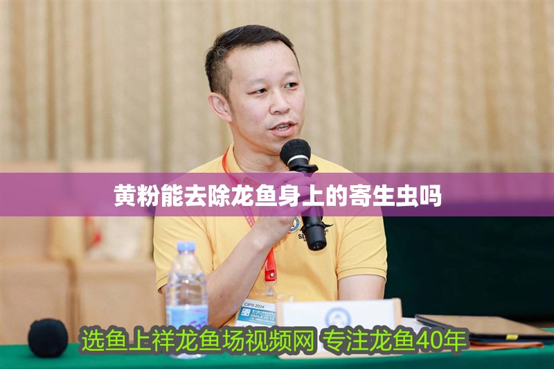 黃粉能去除龍魚身上的寄生蟲嗎