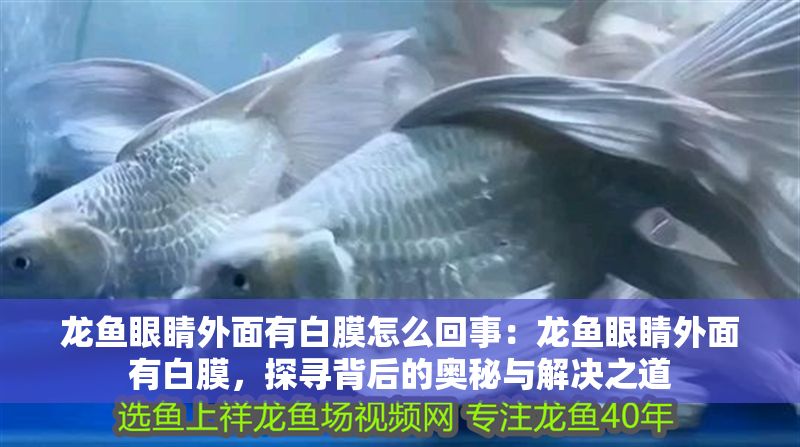 龍魚眼睛外面有白膜怎么回事：龍魚眼睛外面有白膜，探尋背后的奧秘與解決之道