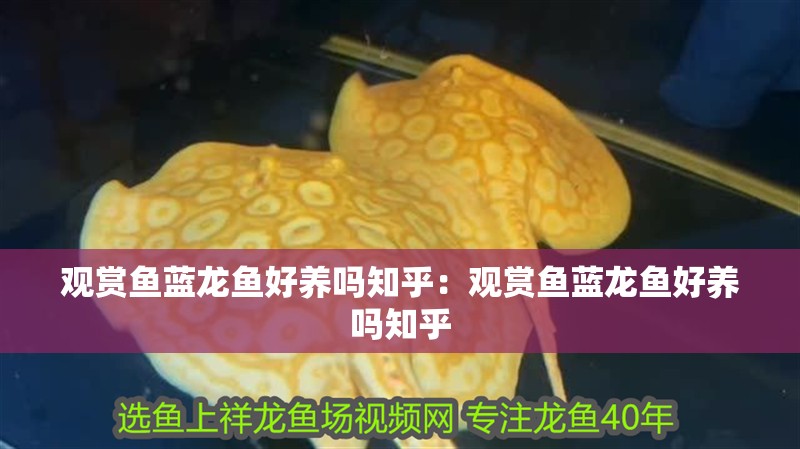 觀賞魚藍龍魚好養嗎知乎：觀賞魚藍龍魚好養嗎知乎