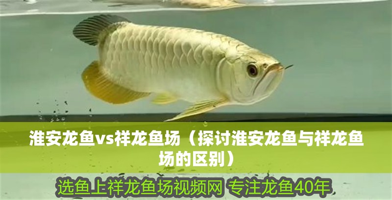 淮安龍魚vs祥龍魚場（探討淮安龍魚與祥龍魚場的區(qū)別）