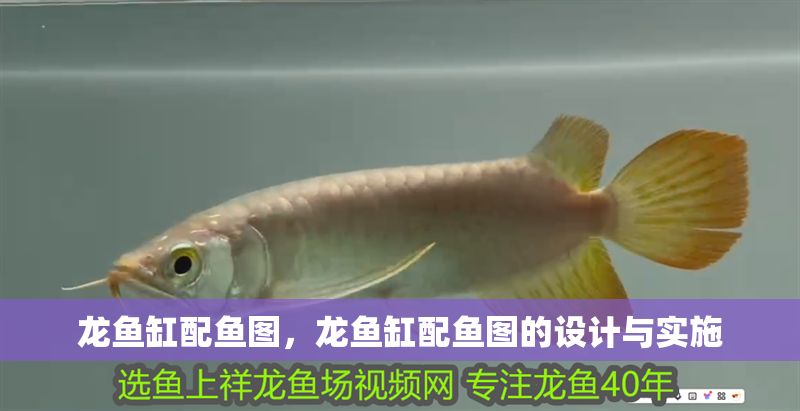 龍魚缸配魚圖，龍魚缸配魚圖的設計與實施