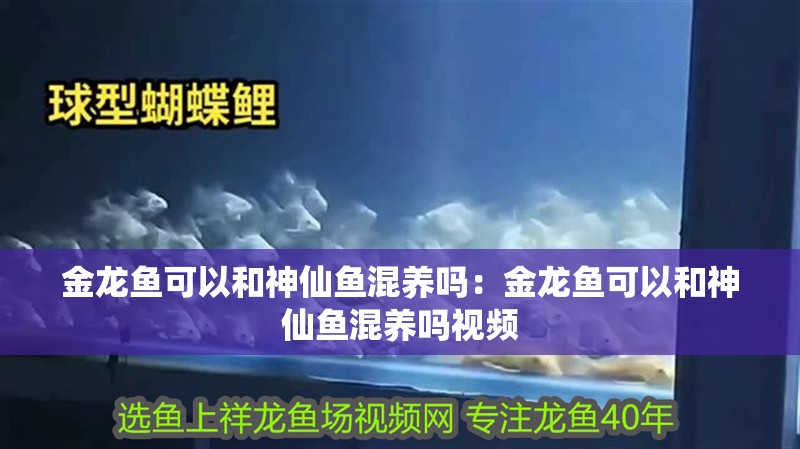 龍魚 金龍魚可以和神仙魚混養嗎:金龍魚可以和神仙魚混養嗎視頻 水族問答 金龍魚可以和神仙魚混養嗎:金龍魚可以和神仙魚混養嗎視頻 金龍魚可以和神仙魚混養嗎:金龍魚可以和神仙魚混養嗎視頻 水族問答