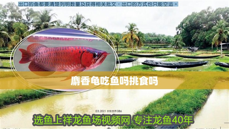 麝香龜吃魚嗎挑食嗎