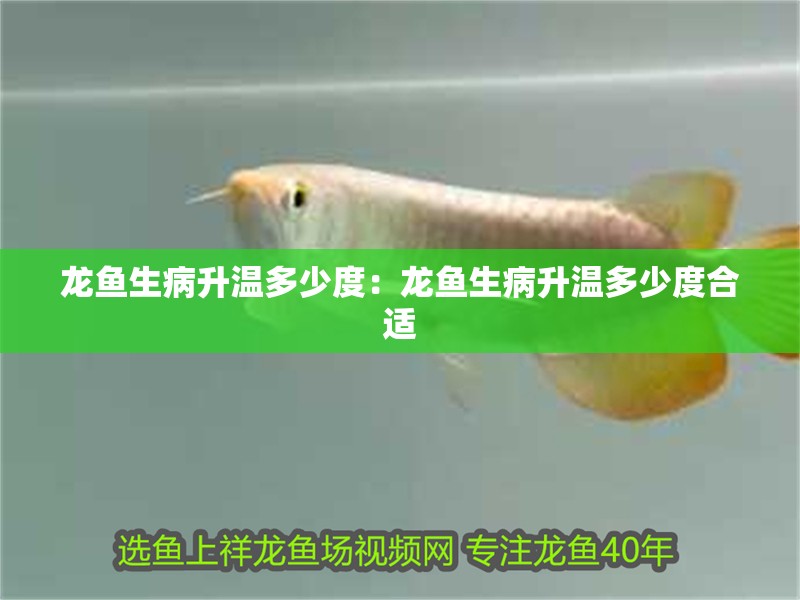 龍魚生病升溫多少度：龍魚生病升溫多少度合適