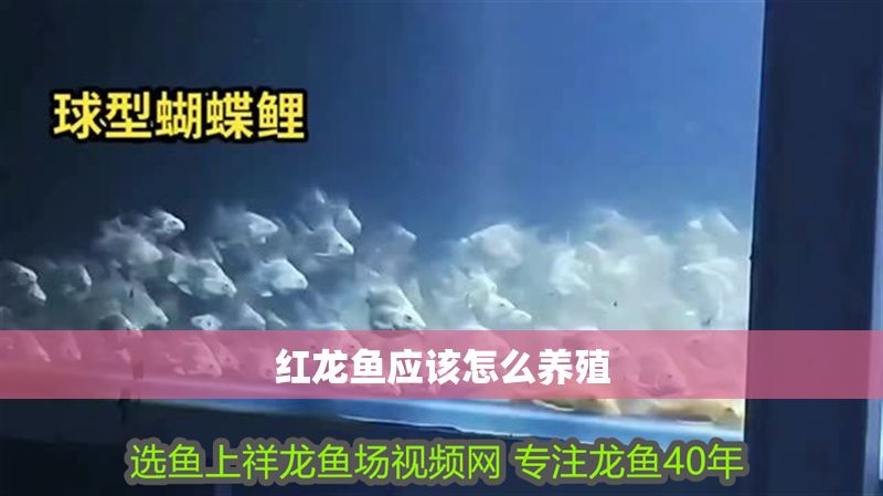 紅龍魚應該怎么養殖