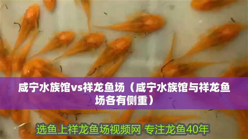 咸寧水族館vs祥龍魚場（咸寧水族館與祥龍魚場各有側(cè)重）