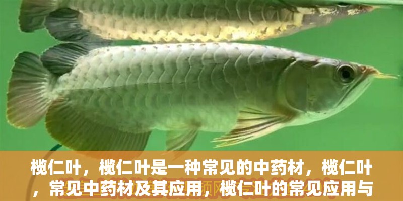 欖仁葉,欖仁葉是一種常見的中藥材,欖仁葉,常見中藥材及其應用,欖仁葉的常見應用與藥用價值,欖仁葉的常見應用與藥用價值解析