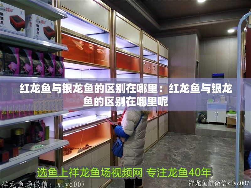 紅龍魚與銀龍魚的區別在哪里：紅龍魚與銀龍魚的區別在哪里呢 紅龍魚與銀龍魚的區別在哪里：紅龍魚與銀龍魚的區別在哪里呢 水族問答