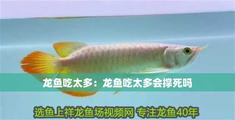 龍魚吃太多：龍魚吃太多會撐死嗎 龍魚吃太多：龍魚吃太多會撐死嗎 水族問答