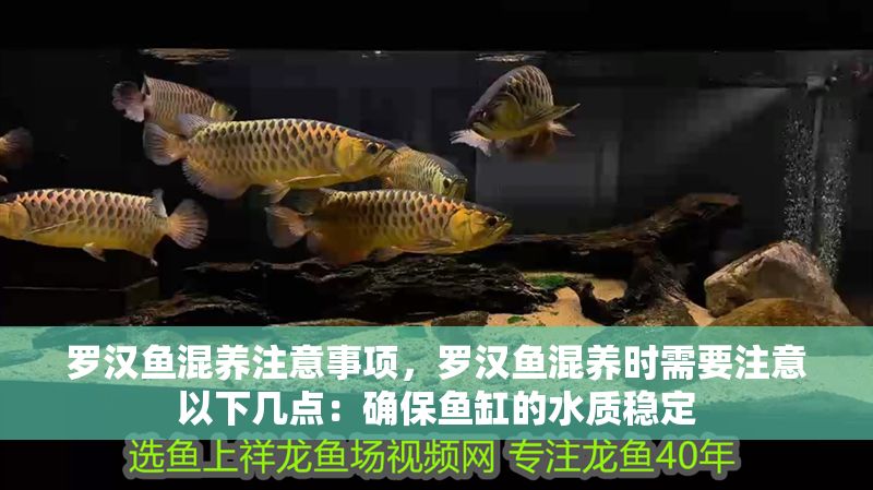 羅漢魚混養注意事項，羅漢魚混養時需要注意以下幾點：確保魚缸的水質穩定