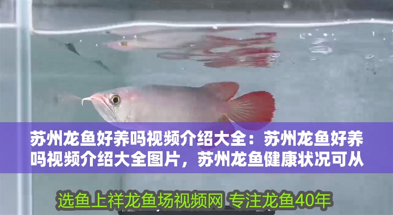 蘇州龍魚好養(yǎng)嗎視頻介紹大全：蘇州龍魚好養(yǎng)嗎視頻介紹大全圖片，蘇州龍魚健康狀況可從多維度展開
