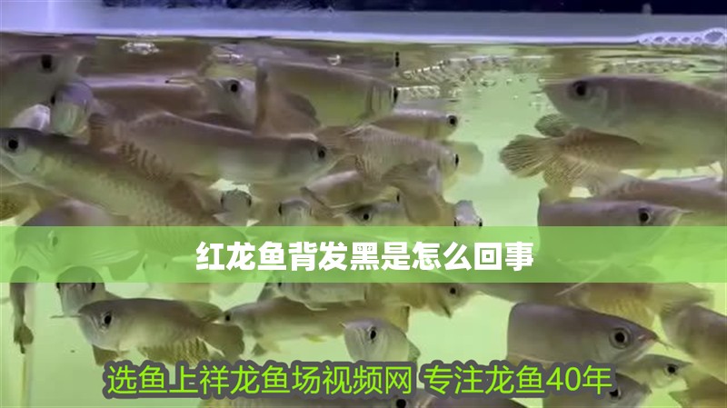 紅龍魚背發黑是怎么回事 龍魚百科 第1張 紅龍魚背發黑是怎么回事 紅龍魚背發黑是怎么回事 龍魚百科 第1張