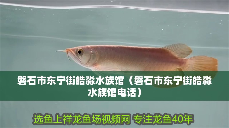 磐石市東寧街皓淼水族館(磐石市東寧街皓淼水族館電話) 全國(guó)水族館企業(yè)名錄 第1張 磐石市東寧街皓淼水族館(磐石市東寧街皓淼水族館電話) 磐石市東寧街皓淼水族館(磐石市東寧街皓淼水族館電話) 全國(guó)水族館企業(yè)名錄 第1張