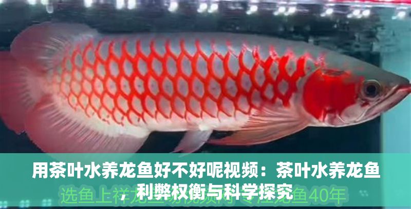 用茶葉水養(yǎng)龍魚好不好呢視頻：茶葉水養(yǎng)龍魚，利弊權(quán)衡與科學(xué)探究