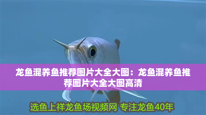 龍魚混養魚推薦圖片大全大圖:龍魚混養魚推薦圖片大全大圖高清 水族問答 龍魚混養魚推薦圖片大全大圖:龍魚混養魚推薦圖片大全大圖高清 龍魚混養魚推薦圖片大全大圖:龍魚混養魚推薦圖片大全大圖高清 水族問答