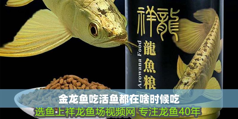 金龍魚吃活魚都在啥時(shí)候吃