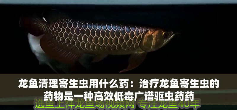 龍魚清理寄生蟲用什么藥：治療龍魚寄生蟲的藥物是一種高效低毒廣譜驅蟲藥藥