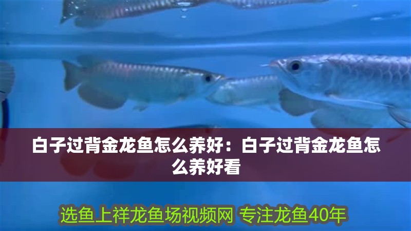 白子過背金龍魚怎么養(yǎng)好：白子過背金龍魚怎么養(yǎng)好看